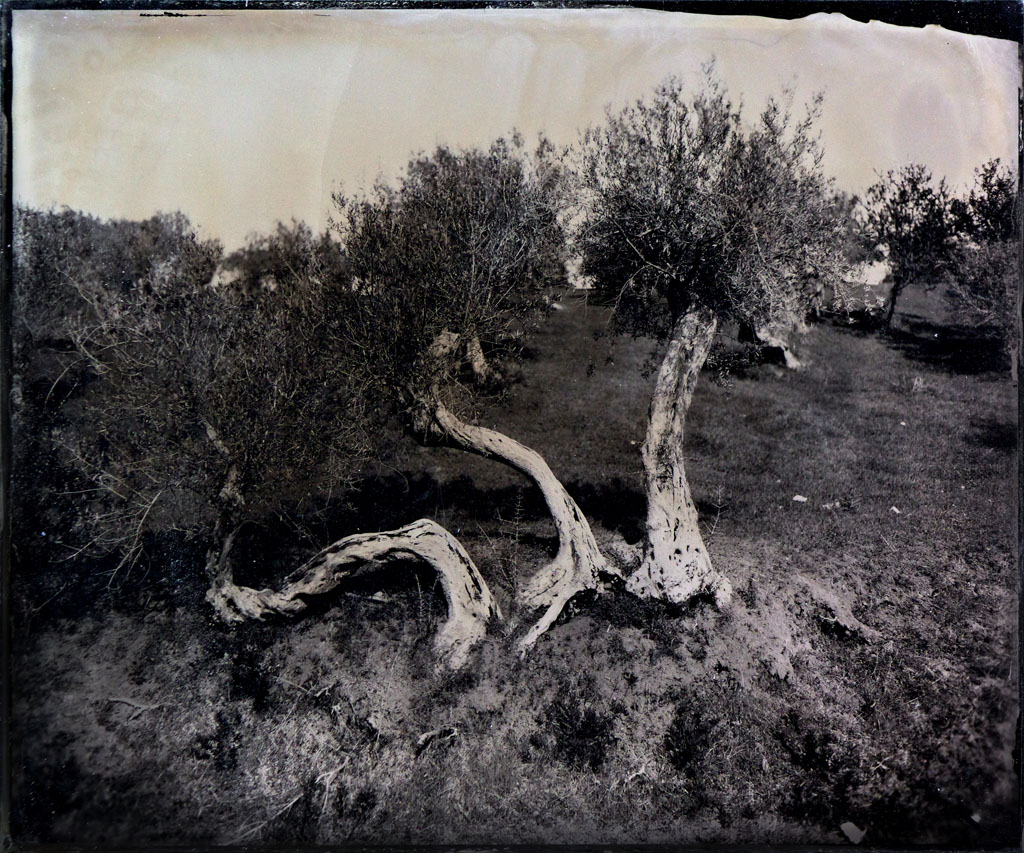 metamorphosis - Lastra 5