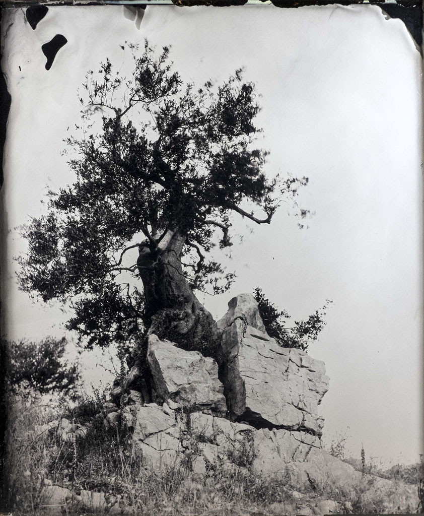 metamorphosis